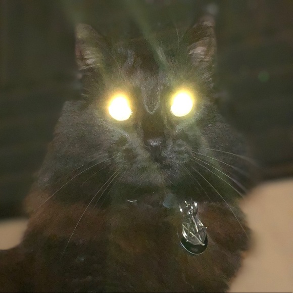 Meet your Posher, Cassandra - Picture 1 of 1